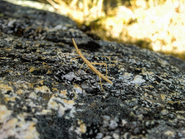 Stecken Sie Insektenzweige oder Phasmida, die sich tarnen, auf einen Felsen