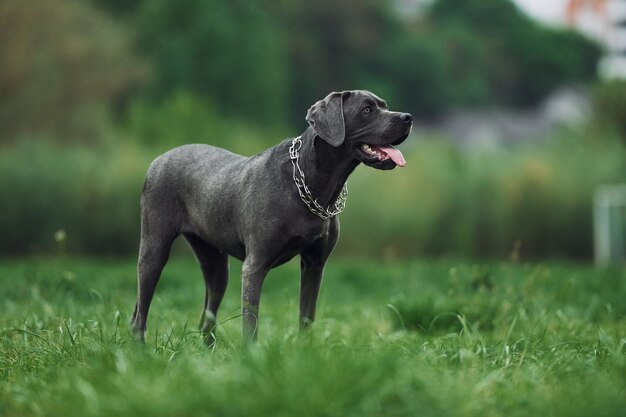 Stehend auf dem grünen Gras Porträt eines Hundes mit kurzem schwarzem Fell, der im Sommer im Freien spazieren geht