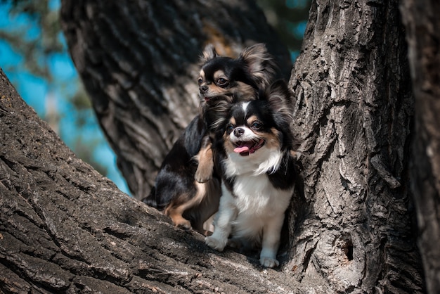 Stehend auf umgestürztem Baum im Kiefernwald, Hund im Freien