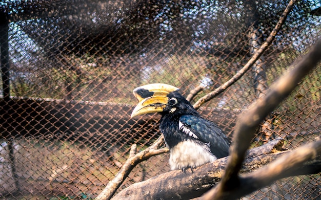 stehende Vögel im Baum