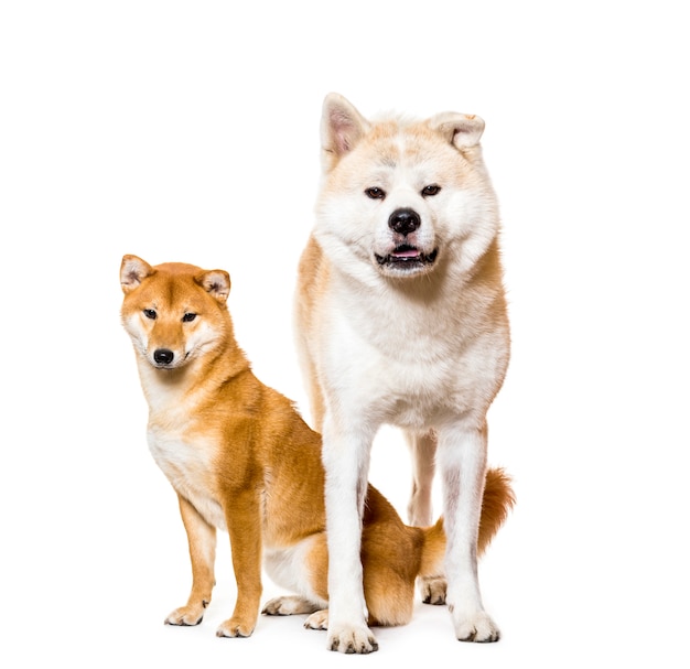 Stehender Akita Inu und sitzender Shiba Inu