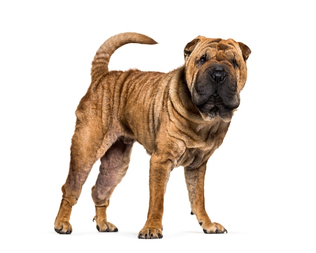 Stehender brauner Shar-Pei-Hund, ausgeschnitten