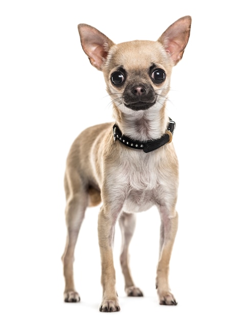 Stehender Chihuahua-Hund