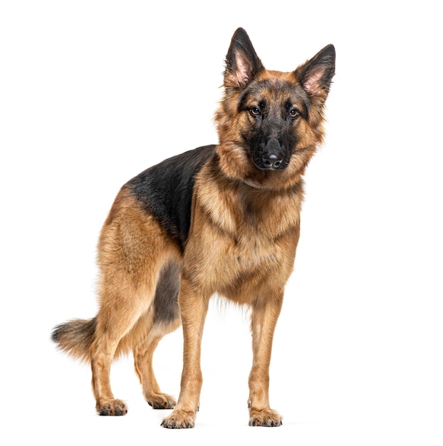 Stehender deutscher Schäferhund, isoliert auf weißem Boden