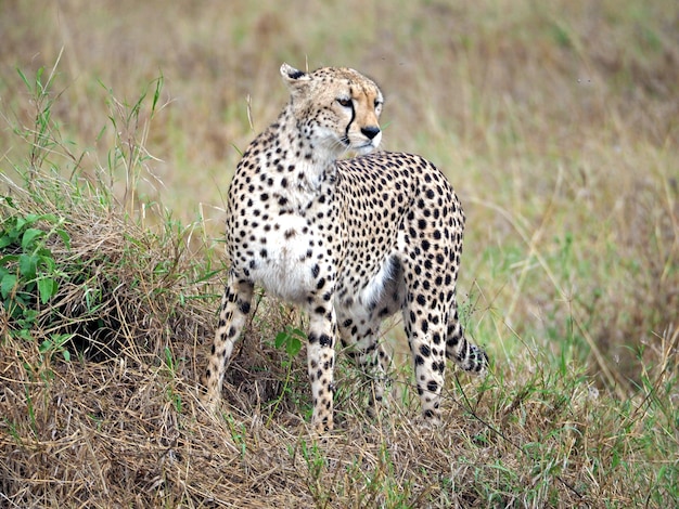 Foto stehender gepard auf der suche nach dem gebet wildtiere in afrika safari