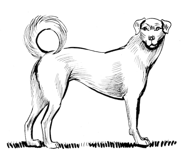 Foto stehender hund. tinte schwarz-weiß-zeichnung