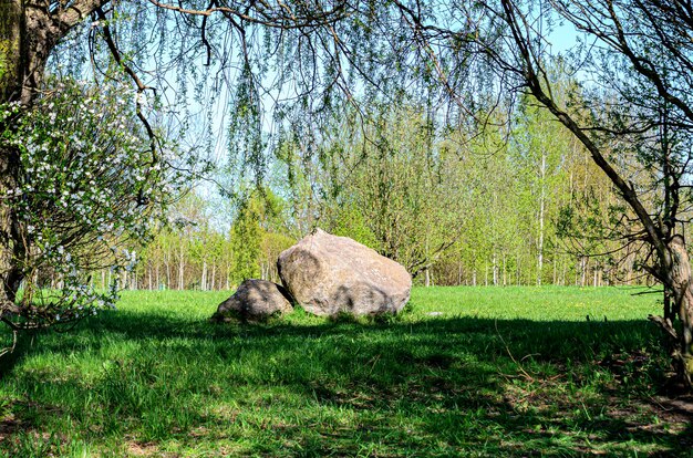 Stein auf dem Hintergrund von Birken und blühenden Bäumen