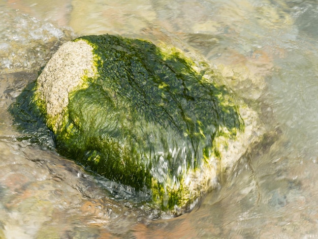 Stein im Wasser mit Moos bedeckt Grünes Moos Schöne Textur Hintergrund