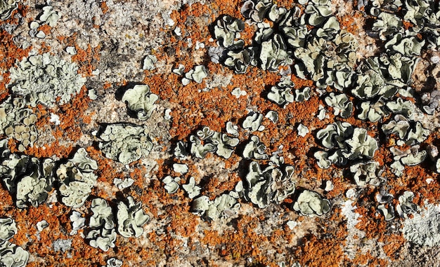 Stein mit Flechtenhintergrund