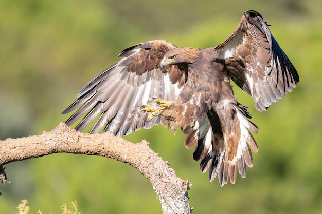 Steinadler Aquila Chrysaetos Homeyeri Cordoba Spanien