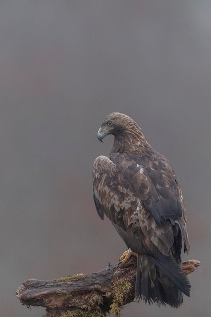 Steinadler (Aquila chrysaetos homeyeri) Leon, Spanien