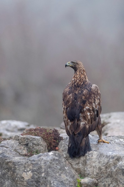 Steinadler (Aquila chrysaetos homeyeri) Leon, Spanien