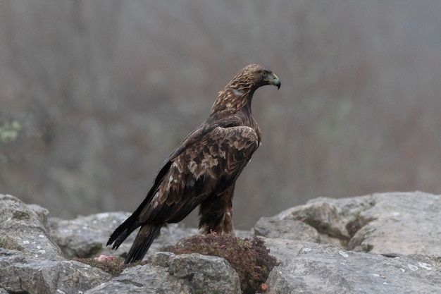 Steinadler (Aquila chrysaetos homeyeri) Leon, Spanien