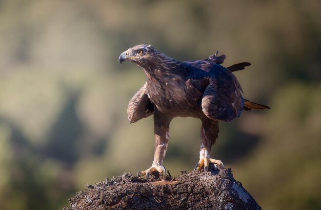 Steinadler Aquila chrysaetos