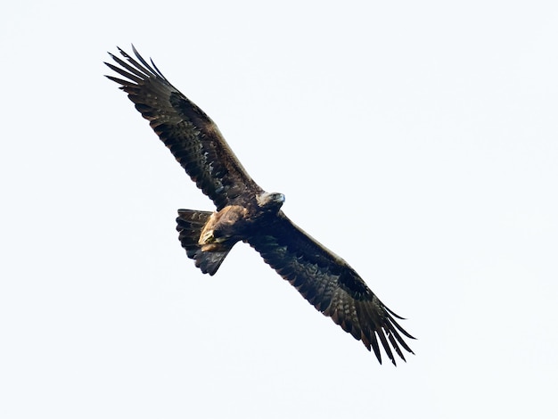 Steinadler Aquila chrysaetos