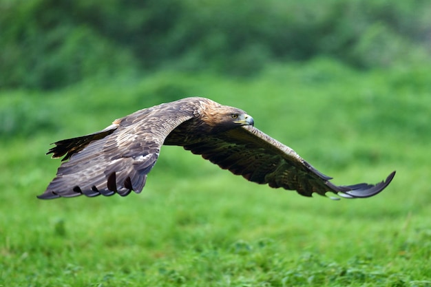 Foto steinadler aquila chrysaetos