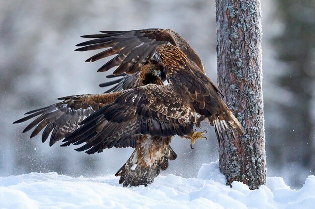 Steinadler Aquila chrysaetos