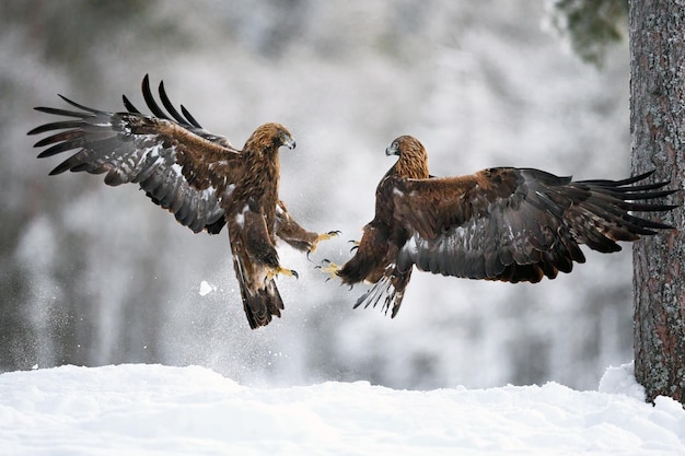 Steinadler Aquila chrysaetos