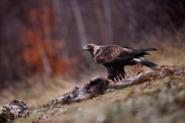 Foto steinadler, der im herbst getötete beute auf dem feld verschlingt