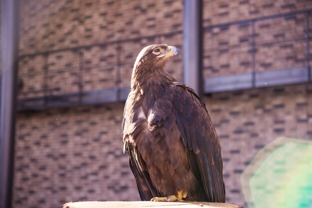 Steinadler im schönen Vogel der Naturnahaufnahme