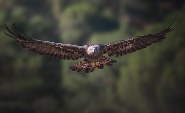 Steinadler