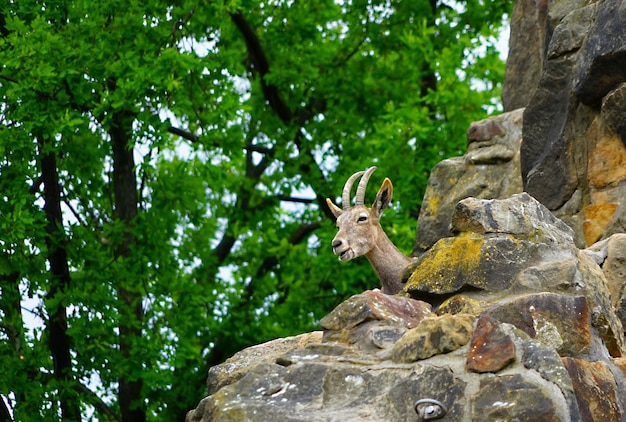 Foto steinbock, der vom felsen aus schaut