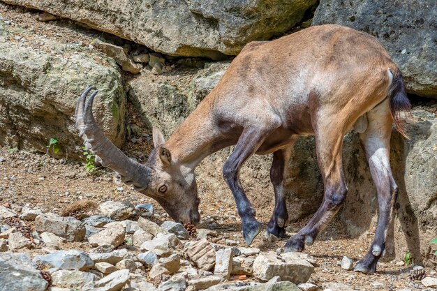 Steinbock in einer Felsformation