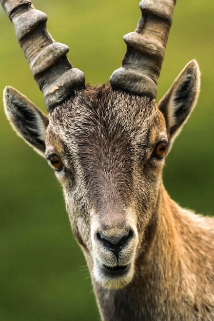 Foto steinbock oder alpine capra ibex porträt am colombiere pass am tag frankreich