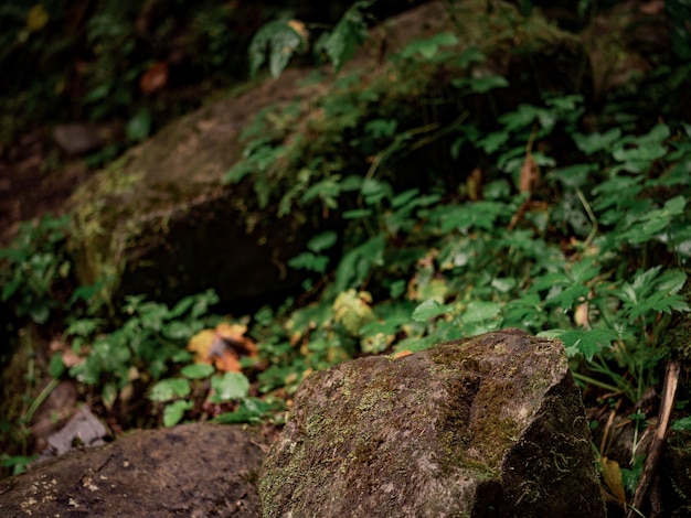 Foto steine auf dem hintergrund des waldes