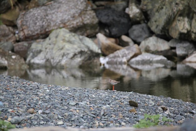 Foto steine in einem see