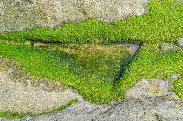 Steine mit Moos am Ufer des Kantabrischen Meeres