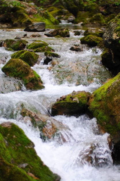 Steine mit Moos bedeckt und liegen im Wasser, Gebirgsbach mit Stromschnellen, Nebel bedeckt Wasser, Laub am Ufer