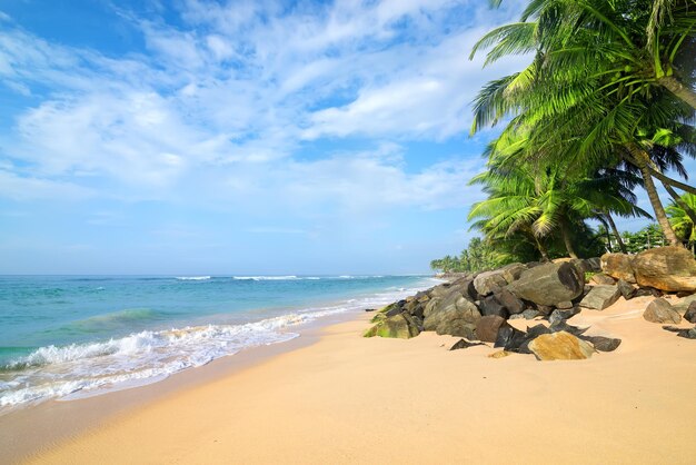 Steine und Palmen an einem Sandstrand von Gala in Sri Lanka