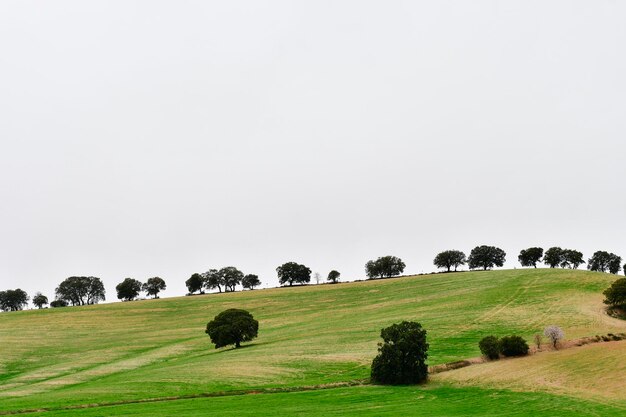 Steineichen in den Weiden von Granada