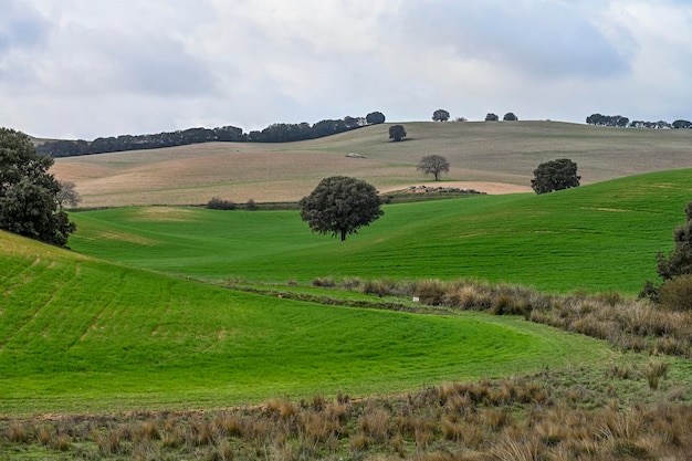 Steineichen inmitten grüner Getreidefelder in einer leicht hügeligen Landschaft