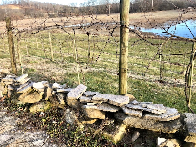 Foto steinhaufen im wald