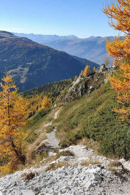 Steiniger Wanderweg in Höhenlagen in den Alpen, gesäumt von Lärchen mit goldenen Farben