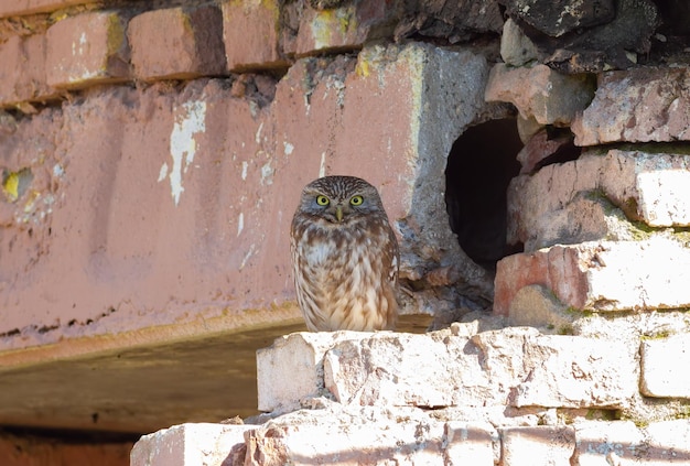 Steinkauz Athene noctua Ein Vogel sitzt am Nest