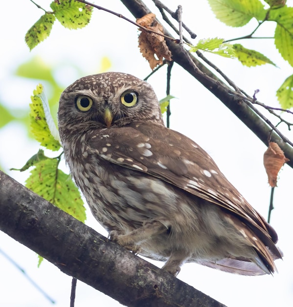 Steinkauz Athene noctua Ein Vogel sitzt auf einem Ast und schaut in die Linse