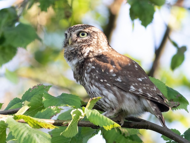 Steinkauz Athene noctua Ein Vogel sitzt auf einem Ast