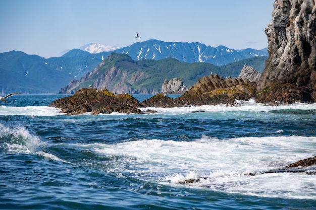 Steinklippen der Insel im Pazifischen Ozean. Tierwelt von Kamtschatka. Fernost, Russland