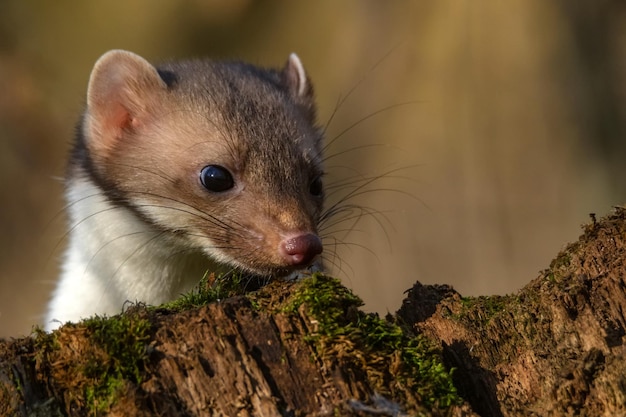 Steinmarder oder Martes foina, auch bekannt als Steinmarder oder Weißbrustmarder