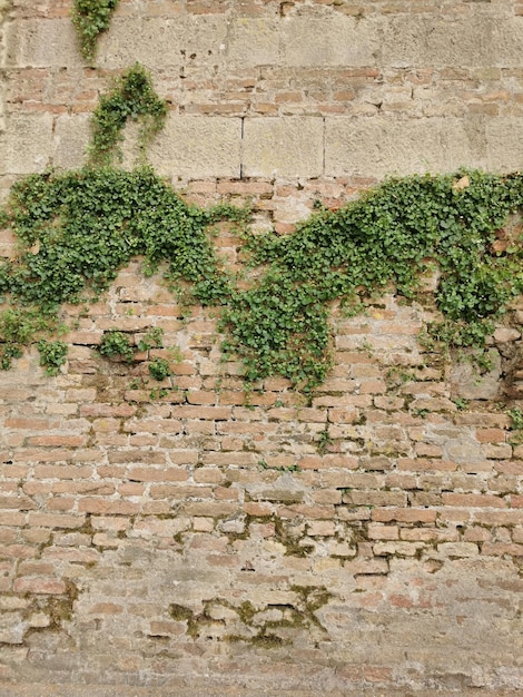 Foto steinmauer mit efeu