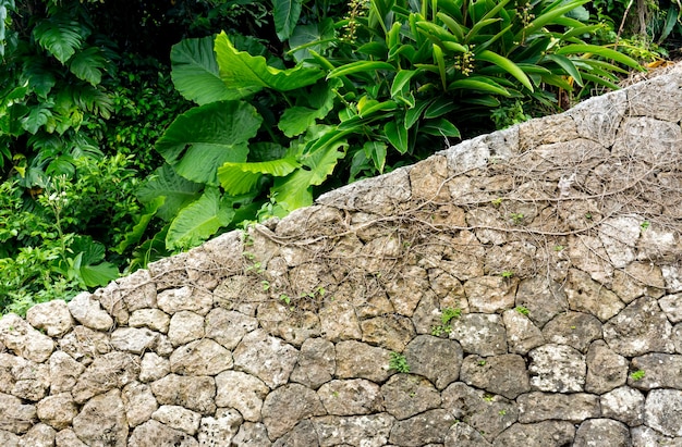 Steinmauer mit grünem Baum