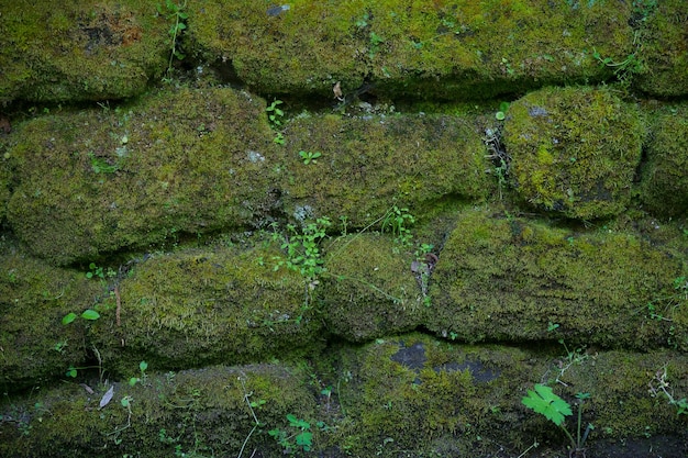 Steinmauer mit Moos Hintergrund