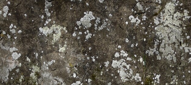 Steinmauer Textur Fotografie