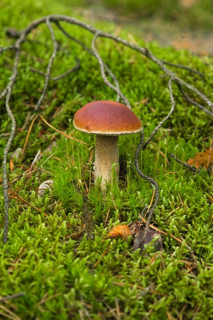 Steinpilz auf dem grünen Moos im Wald.