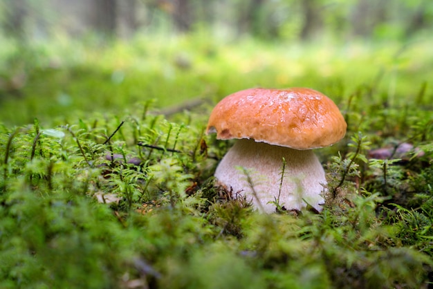 Steinpilz auf dem grünen Moos im Wald