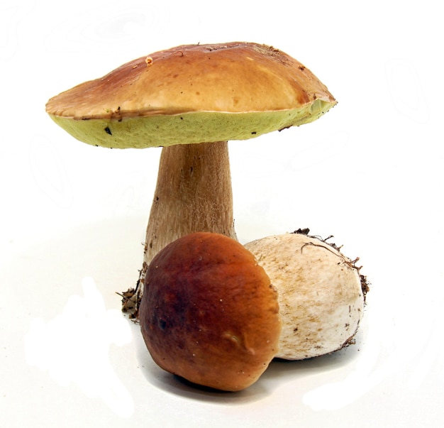 Steinpilz Boletus edulis alias Bolete oder Penny Bun Isolat