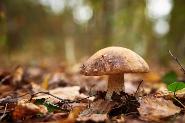 Steinpilz edulis Pilz im Herbst Herbst. Schöner Pilz im Wald